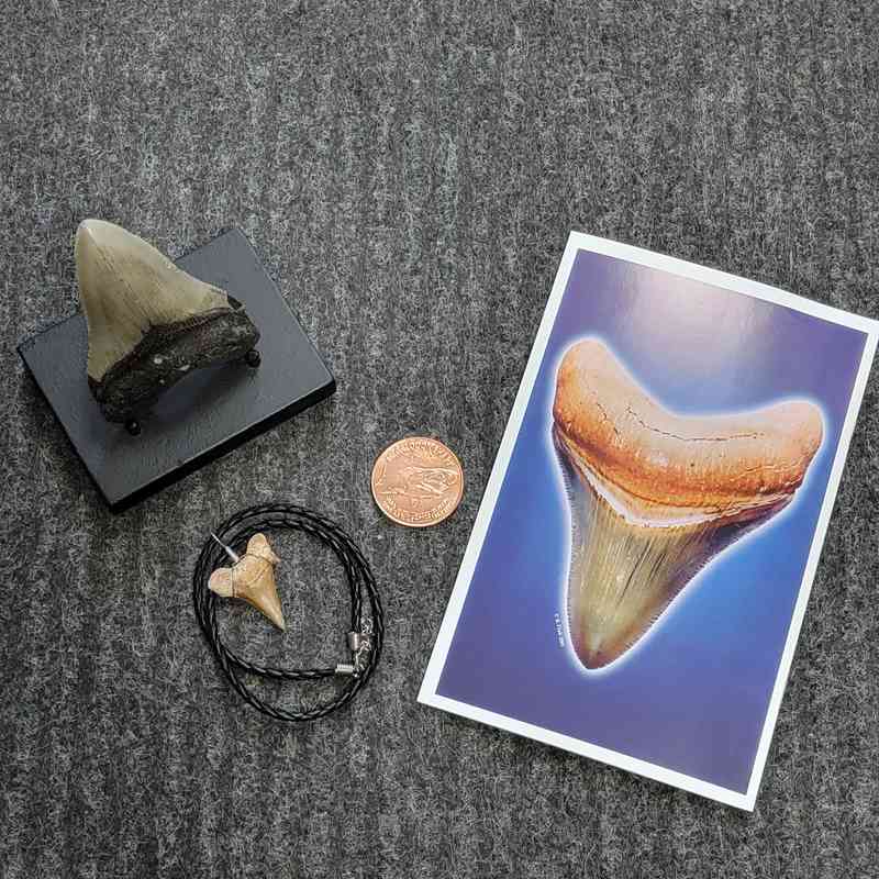 Fossil Megalodon Shark Tooth Gift Pack - STGP-4