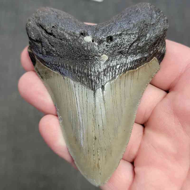 Fossil Megalodon Shark Tooth Gift Pack - STGP-4 - Image 2