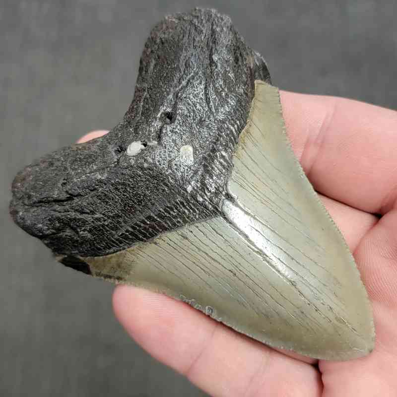 Fossil Megalodon Shark Tooth Gift Pack - STGP-4 - Image 3