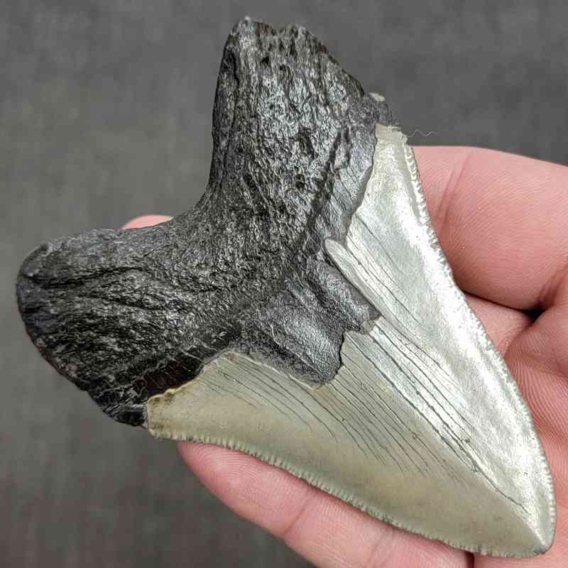Fossil Megalodon Shark Tooth Gift Pack - STGP-4 - Image 4