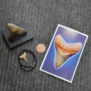 Fossil Megalodon Shark Tooth Gift Pack - STGP-5