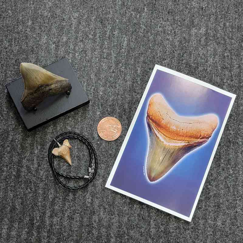 Fossil Megalodon Shark Tooth Gift Pack - STGP-5