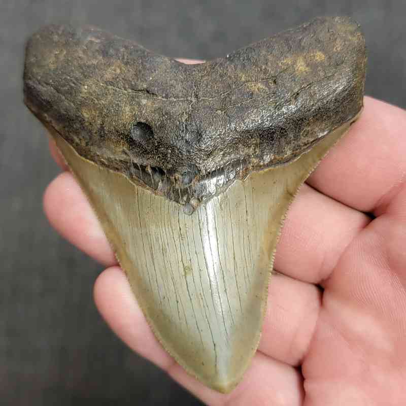 Fossil Megalodon Shark Tooth Gift Pack - STGP-5 - Image 2