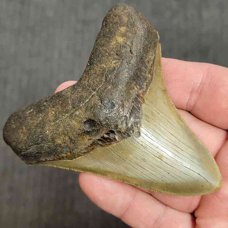 Fossil Megalodon Shark Tooth Gift Pack - STGP-5 - Image 3