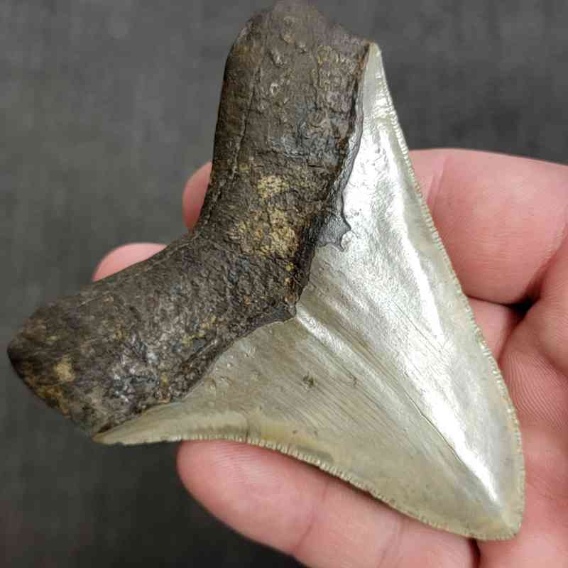 Fossil Megalodon Shark Tooth Gift Pack - STGP-5 - Image 4