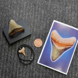 Fossil Megalodon Shark Tooth Gift Pack - STGP-6