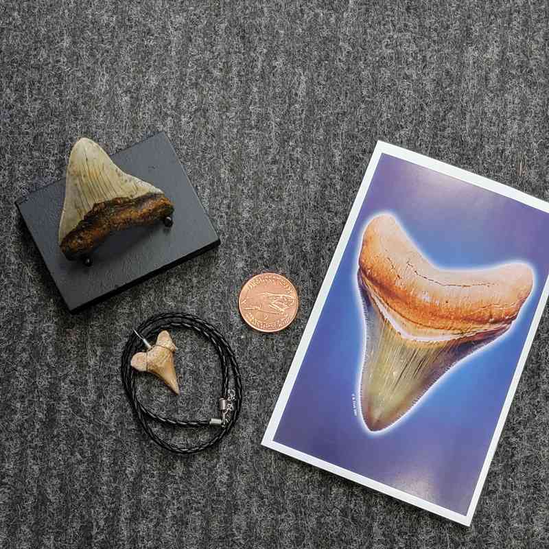 Fossil Megalodon Shark Tooth Gift Pack - STGP-6