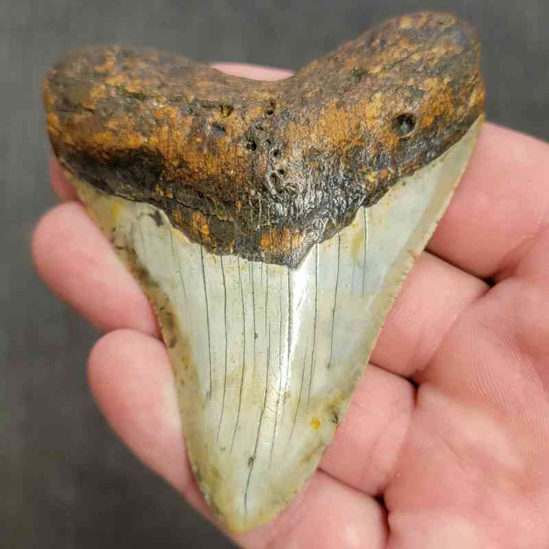 Fossil Megalodon Shark Tooth Gift Pack - STGP-6 - Image 2