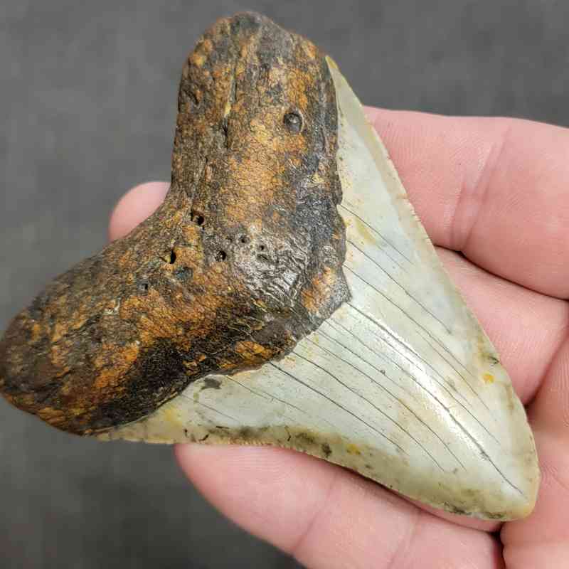 Fossil Megalodon Shark Tooth Gift Pack - STGP-6 - Image 3