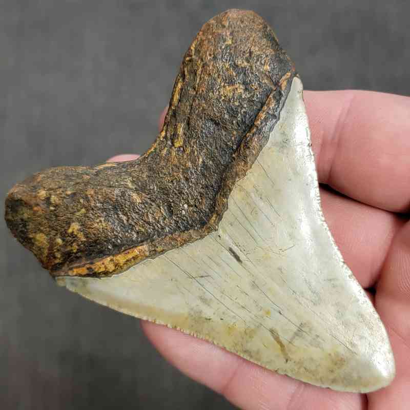 Fossil Megalodon Shark Tooth Gift Pack - STGP-6 - Image 4