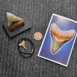 Fossil Megalodon Shark Tooth Gift Pack - STGP-7