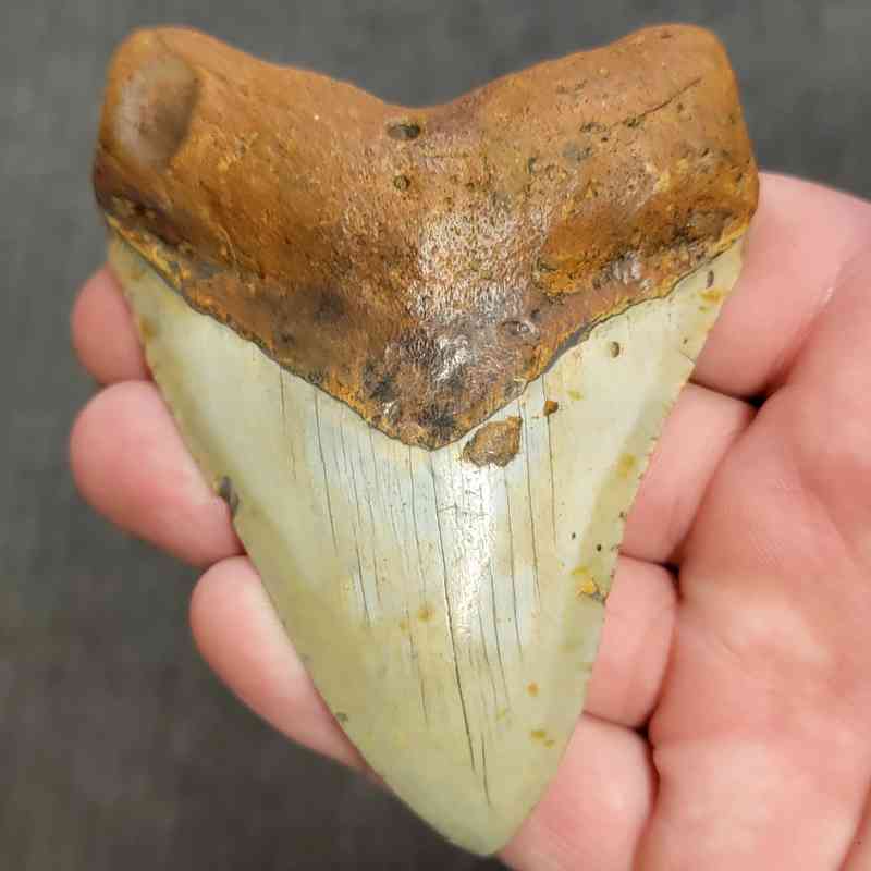 Fossil Megalodon Shark Tooth Gift Pack - STGP-7 - Image 2