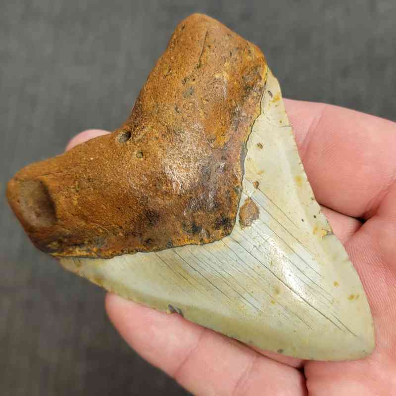Fossil Megalodon Shark Tooth Gift Pack - STGP-7 - Image 3