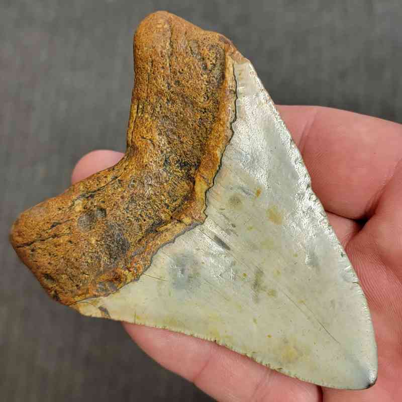 Fossil Megalodon Shark Tooth Gift Pack - STGP-7 - Image 4