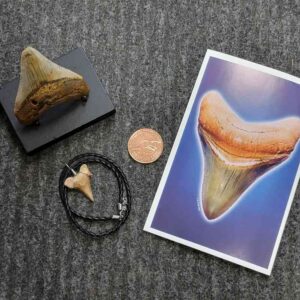 Fossil Megalodon Shark Tooth Gift Pack - STGP-8