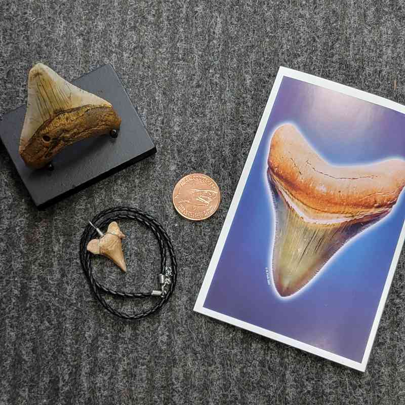 Fossil Megalodon Shark Tooth Gift Pack - STGP-8