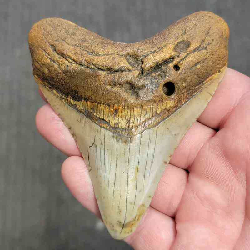 Fossil Megalodon Shark Tooth Gift Pack - STGP-8 - Image 2