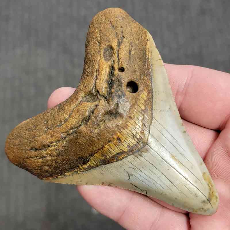 Fossil Megalodon Shark Tooth Gift Pack - STGP-8 - Image 3