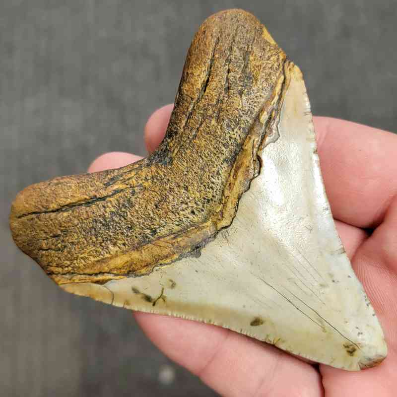 Fossil Megalodon Shark Tooth Gift Pack - STGP-8 - Image 4