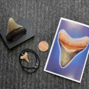 Fossil Megalodon Shark Tooth Gift Pack - STGP-9