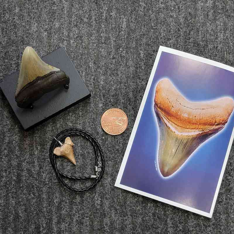 Fossil Megalodon Shark Tooth Gift Pack - STGP-9
