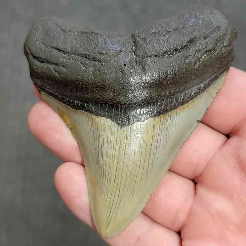 Fossil Megalodon Shark Tooth Gift Pack - STGP-9 - Image 2