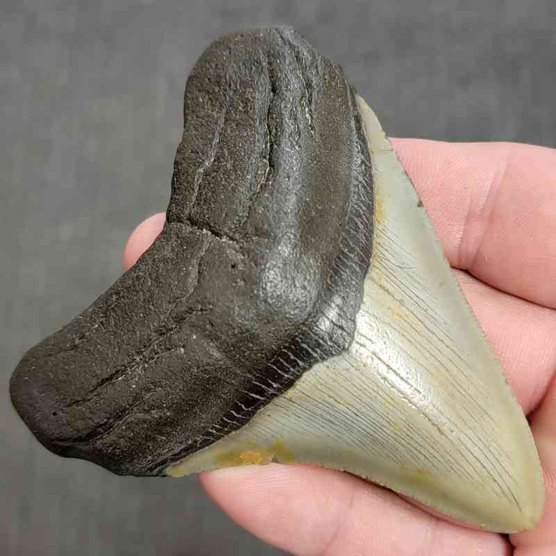 Fossil Megalodon Shark Tooth Gift Pack - STGP-9 - Image 3