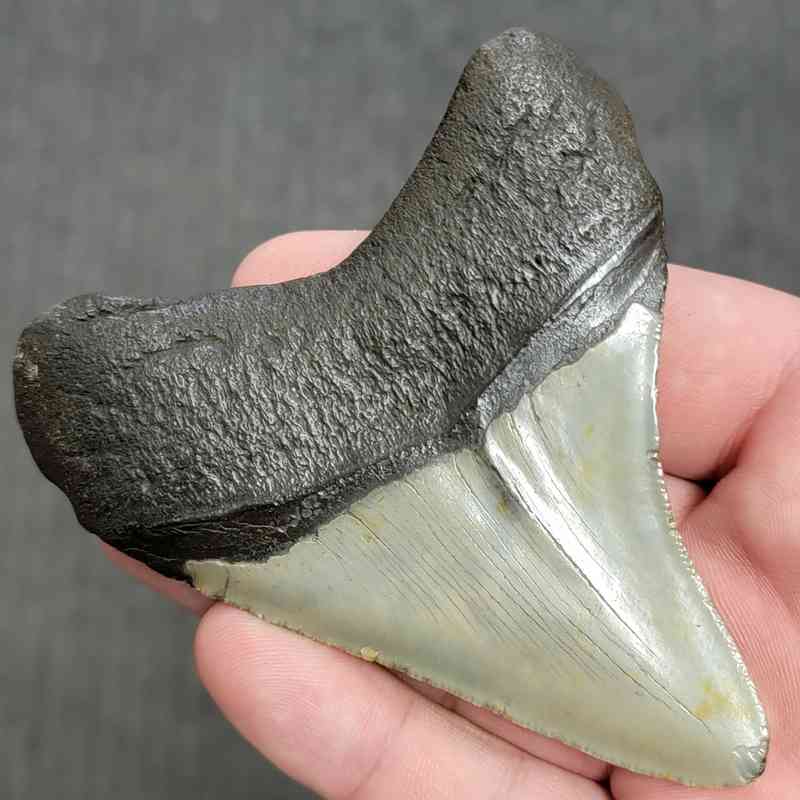 Fossil Megalodon Shark Tooth Gift Pack - STGP-9 - Image 4