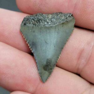 Fossil Great White Shark Tooth - STGWF1