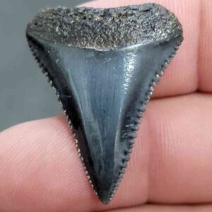 Fossil Great White Shark Tooth - STGWF10