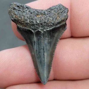 Fossil Great White Shark Tooth - STGWF11