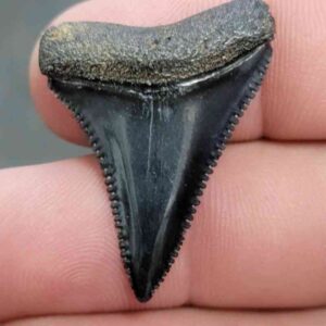 Fossil Great White Shark Tooth - STGWF12