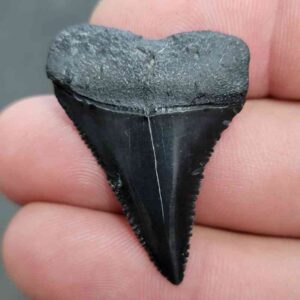 Fossil Great White Shark Tooth - STGWF14
