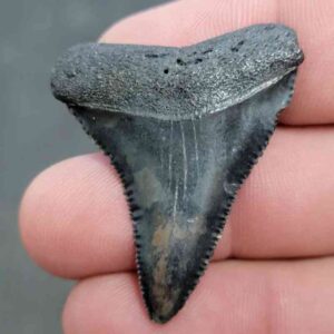 Fossil Great White Shark Tooth - STGWF15