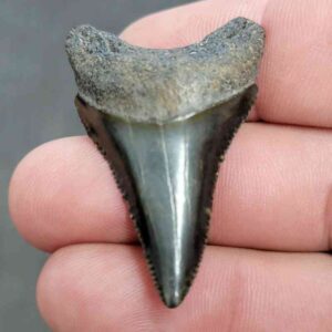 Fossil Great White Shark Tooth - STGWF19