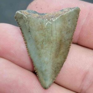 Fossil Great White Shark Tooth - STGWF2