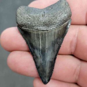Fossil Great White Shark Tooth - STGWF27
