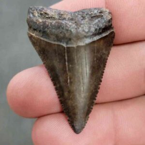 Fossil Great White Shark Tooth - STGWF29