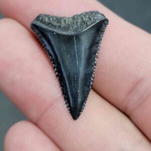 Fossil Great White Shark Tooth - STGWF4