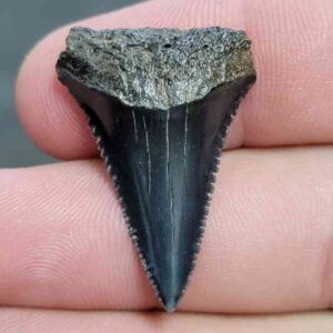 Fossil Great White Shark Tooth - STGWF6
