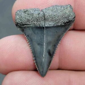 Fossil Great White Shark Tooth - STGWF7