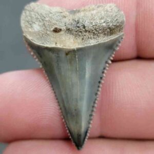 Fossil Great White Shark Tooth - STGWF9
