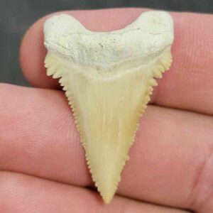 Fossil Paleocarcharodon Shark Tooth - STPC-12