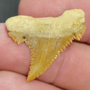 Fossil Paleocarcharodon Shark Tooth - STPC-24
