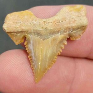 Fossil Paleocarcharodon Shark Tooth - STPC-25