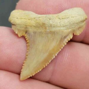 Fossil Paleocarcharodon Shark Tooth - STPC-3