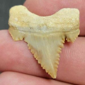 Fossil Paleocarcharodon Shark Tooth - STPC-5