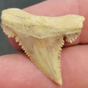 Fossil Paleocarcharodon Shark Tooth - STPC-6