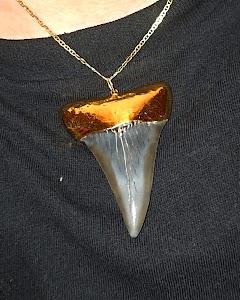 Jts Sharks Teeth & Fossil Inc place picture
