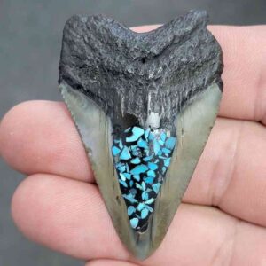 Fossil Inlayed Polished Megalodon Shark Tooth - INLAYED03